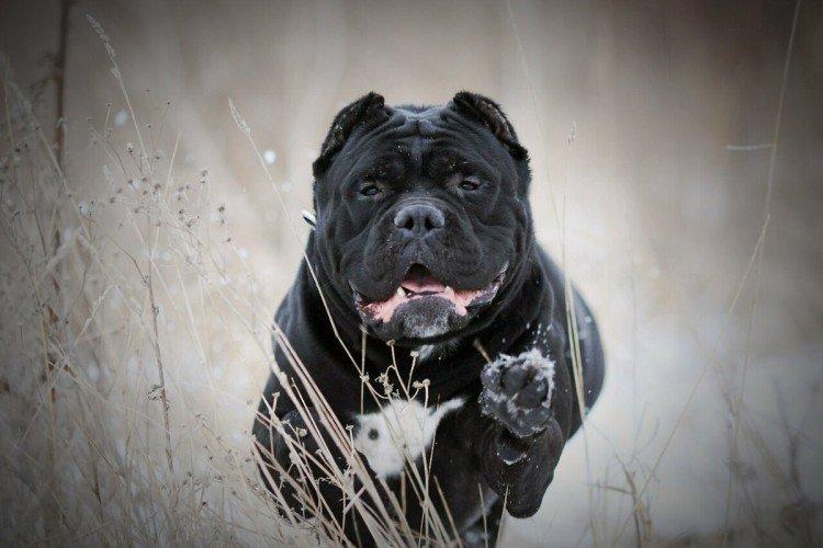 Cane Corso - photo