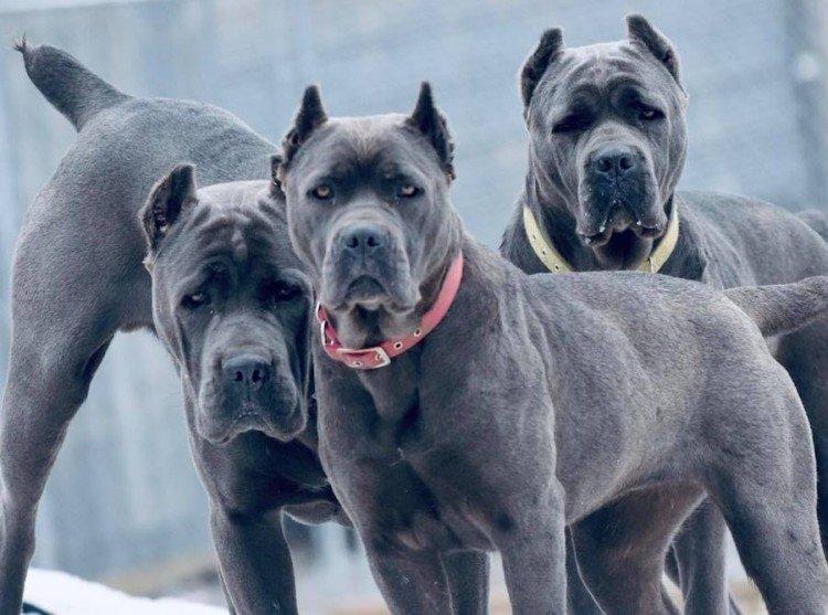 Cane Corso - photo