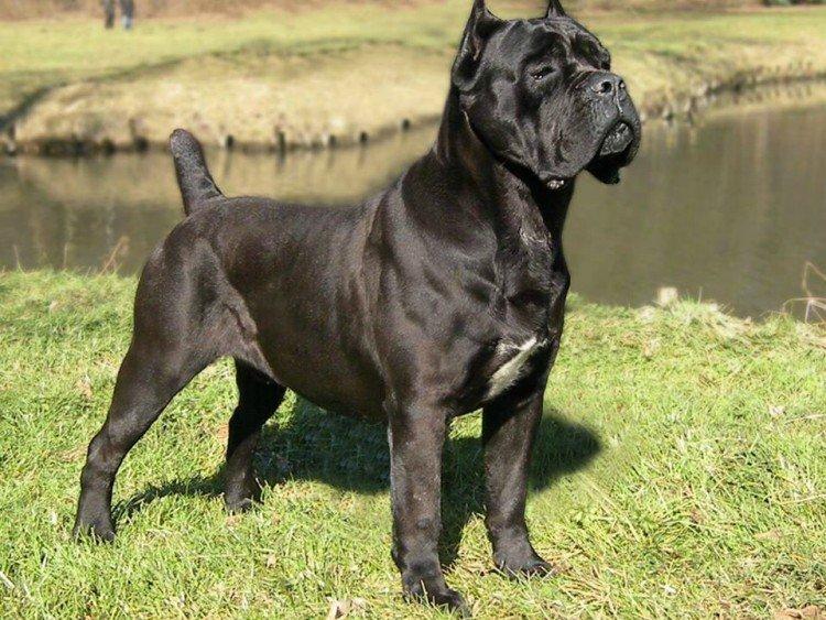 Cane Corso - photo