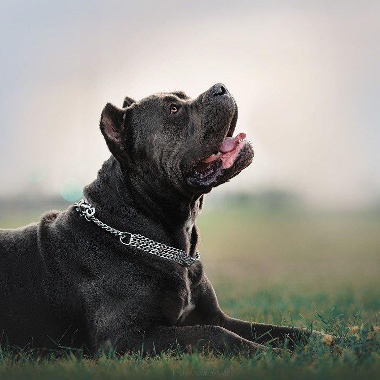 Cane Corso - photo