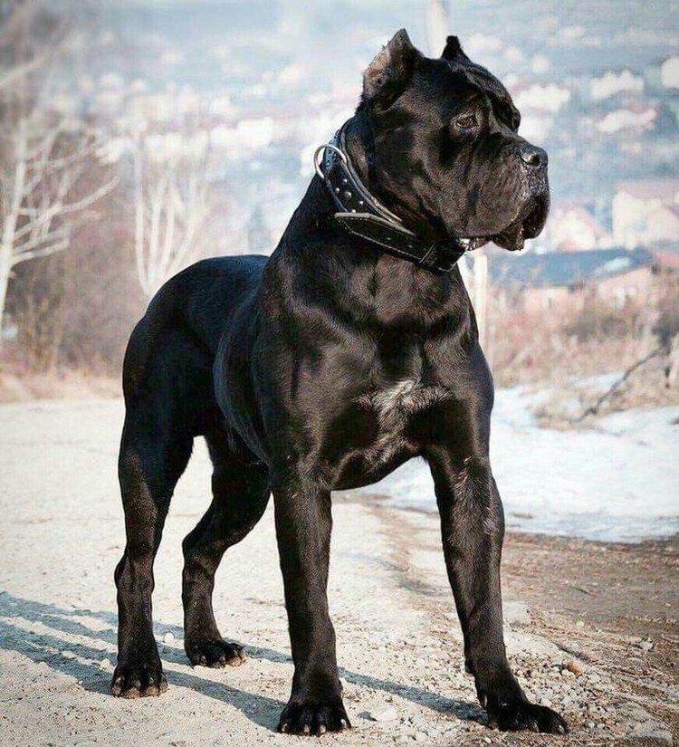 Cane Corso - photo
