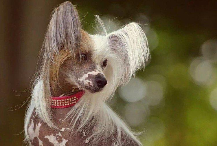 Conditions de détention - Soin du chinois à crête