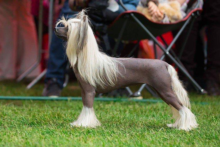 Éducation et formation - Soins à crête chinois