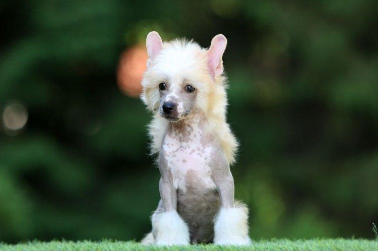 Photo de chien chinois à crête