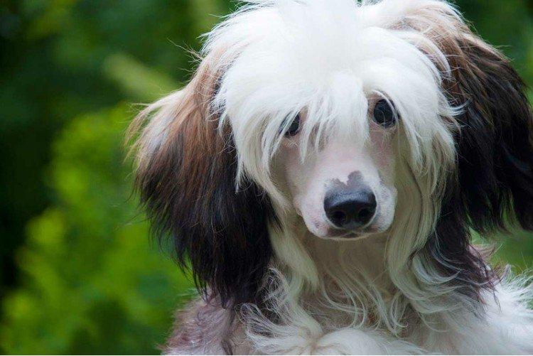 Photo de chien chinois à crête