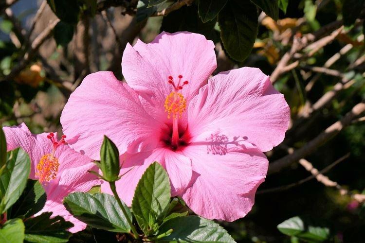 Rose du Nord - Types de Roses Chinoises