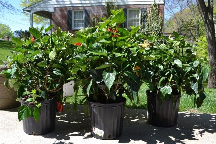 Eclairage - Soin à la Rose de Chine