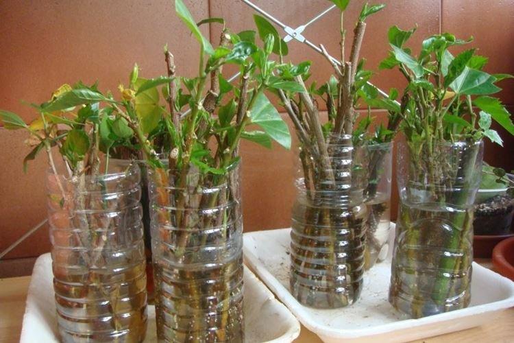 Transplantation et Reproduction - Soin de la Rose de Chine