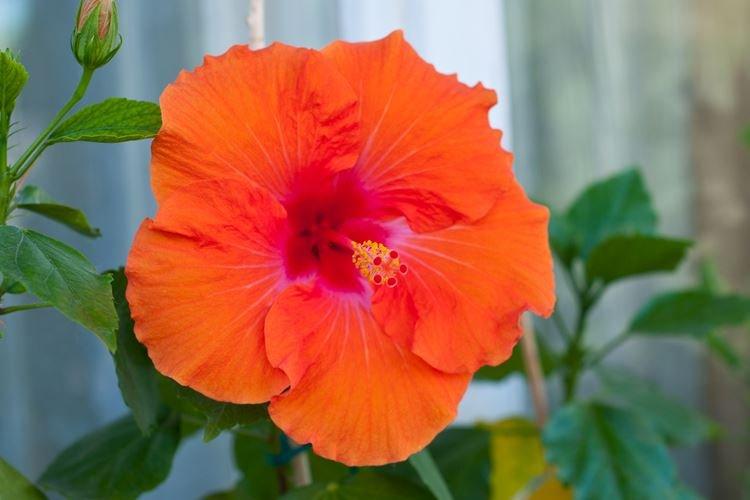 Rose de Chine - photo