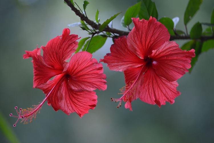 Rose de Chine - photo