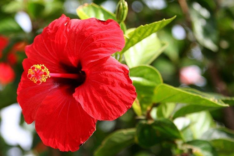 Rose de Chine - photo