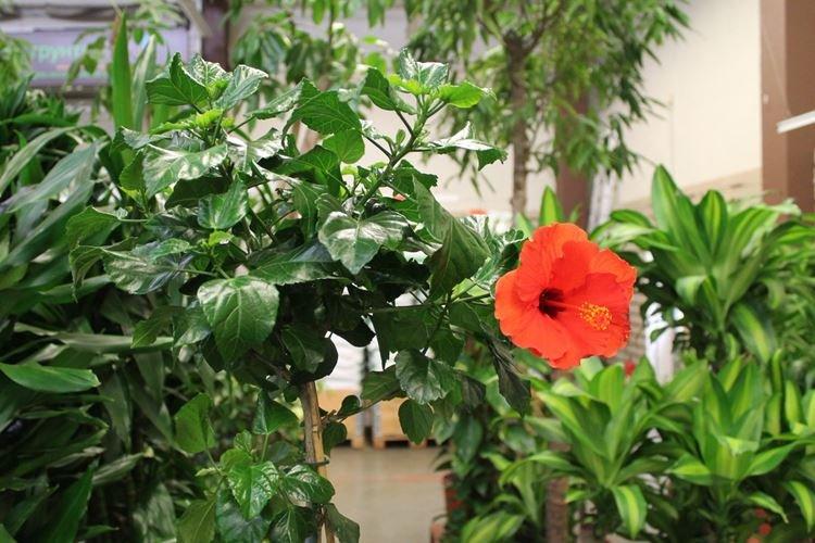 Rose de Chine - photo