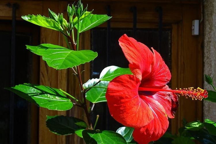 Rose de Chine - photo