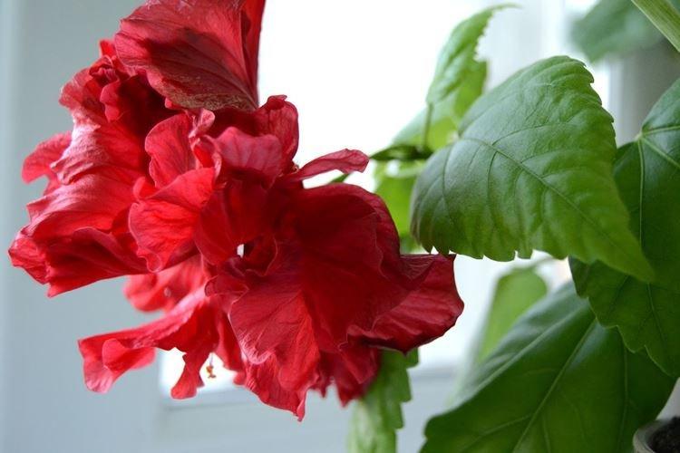 Rose de Chine - photo