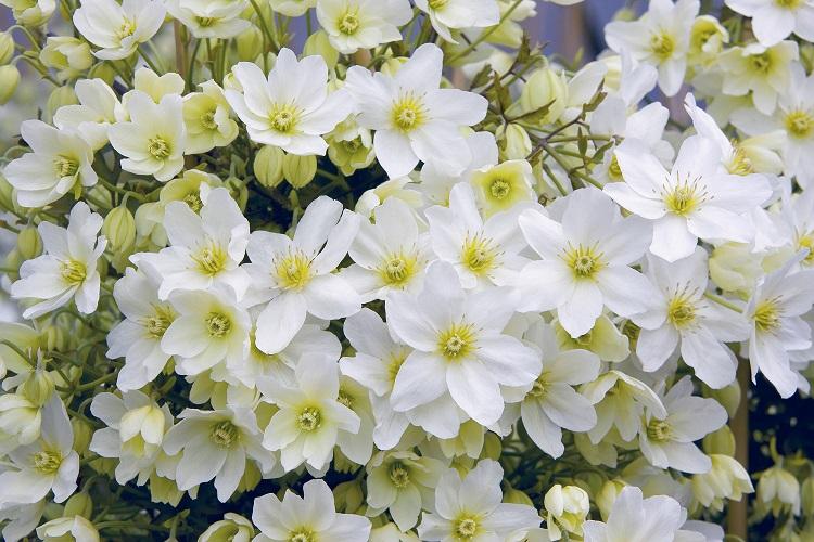 Caractéristique et application - Clématite