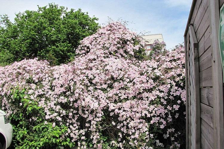 Clematis Mountain - Types de clématites