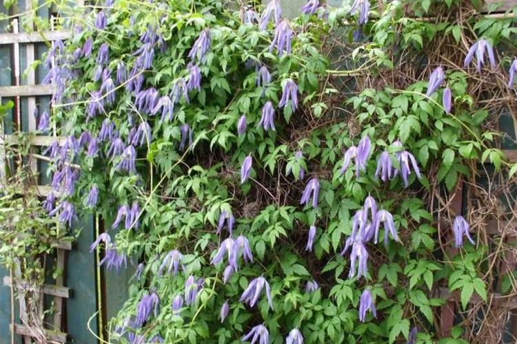 Clématite des Alpes - Types de clématite