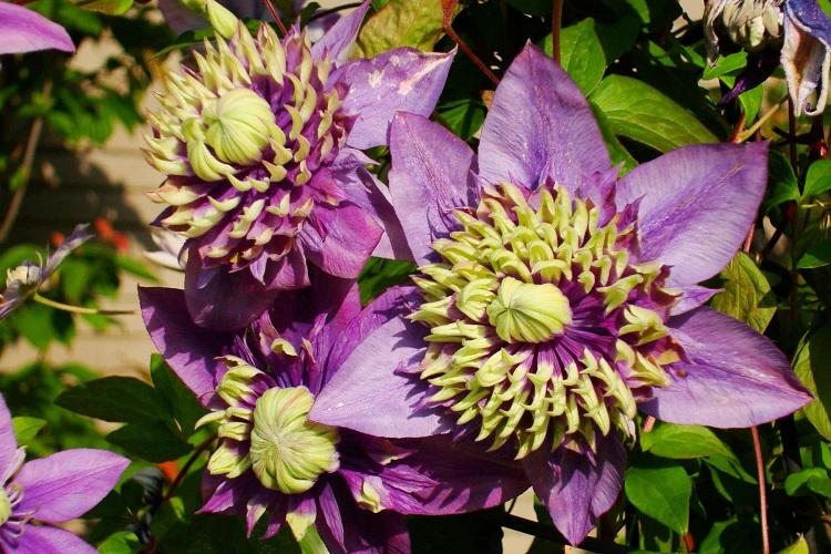 Eclairage - Clematis Care