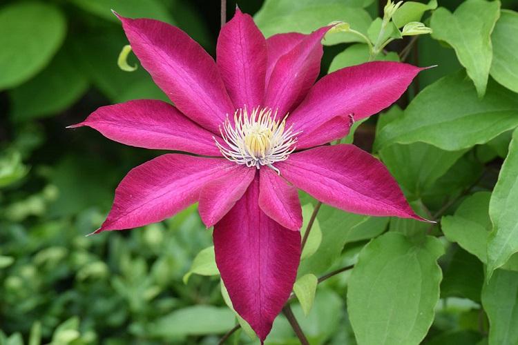 Température - Clematis Care