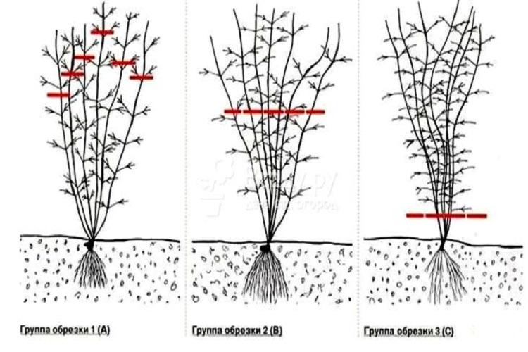 Température - Clematis Care