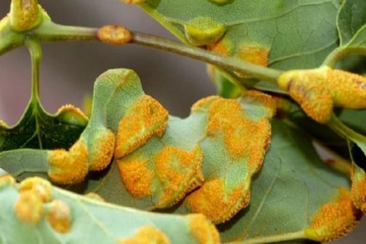 Ravageurs et maladies - Clématite