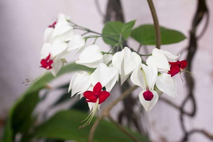 Caractéristiques générales - Clerodendrum Thompson