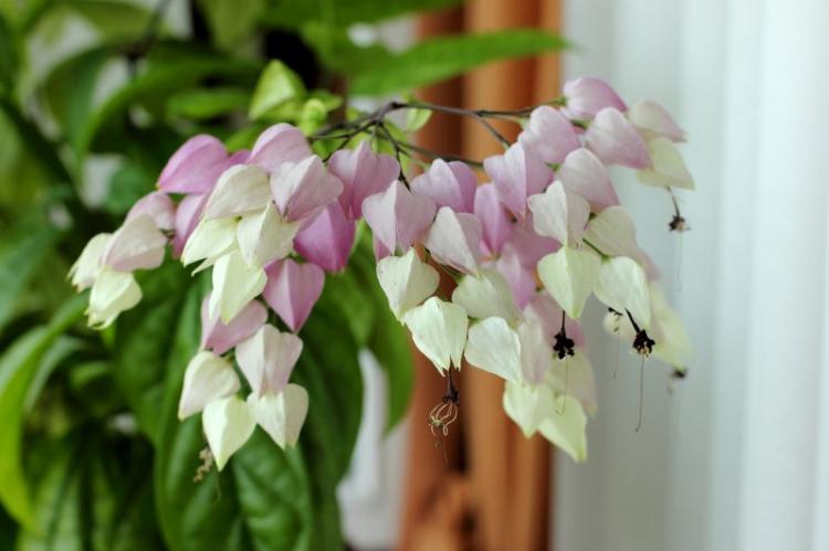 Engrais et alimentation - Soins du Clerodendrum de Thompson