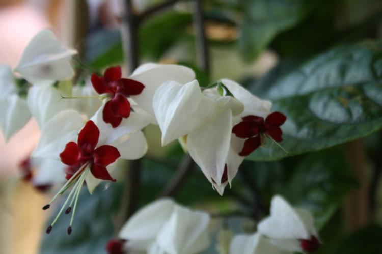 Plantation et reproduction - Clerodendrum Thompson