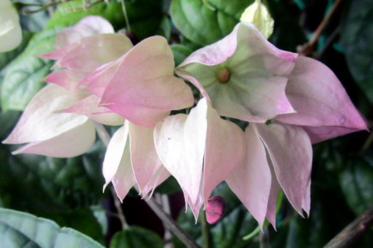 Comment faire fleurir le clérodendrum de Thompson