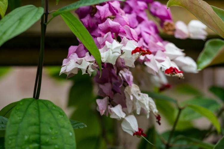 Ravageurs et maladies - Clerodendrum de Thompson