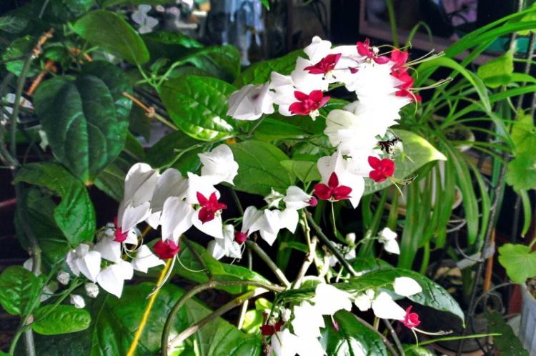 Clerodendrum Thompson - photo