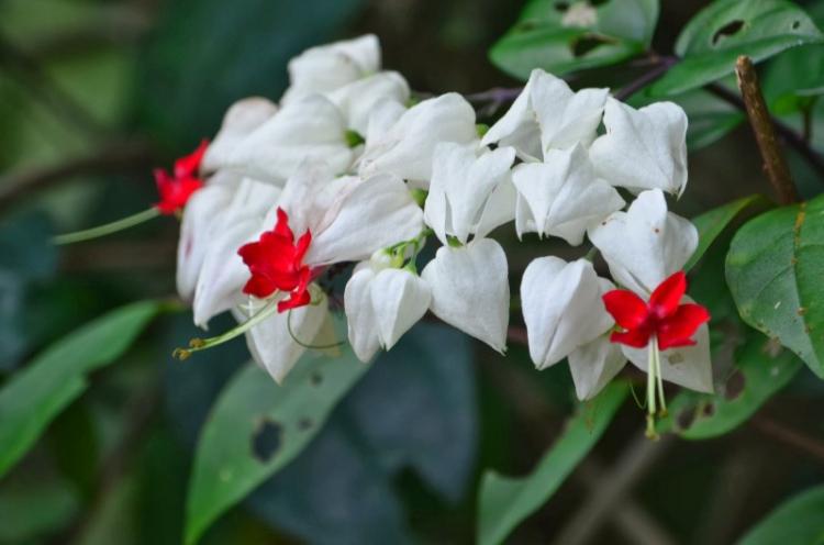 Clerodendrum Thompson - photo