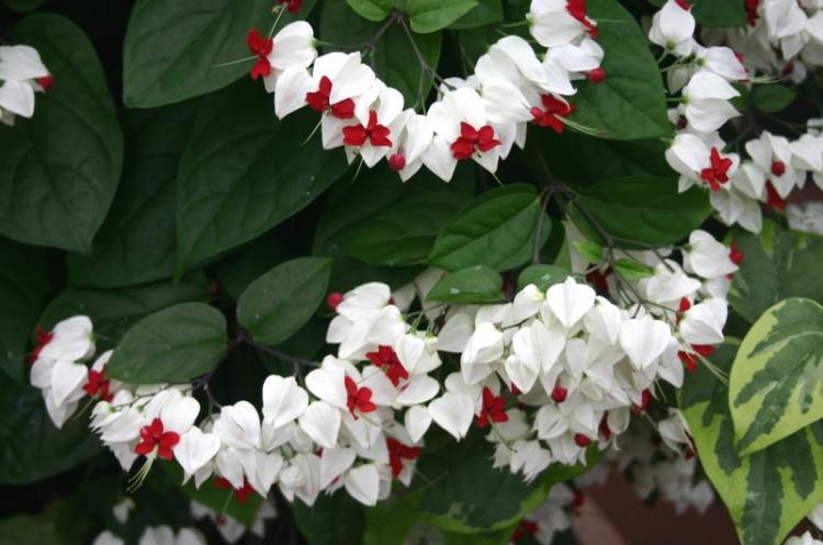 Clerodendrum Thompson - photo