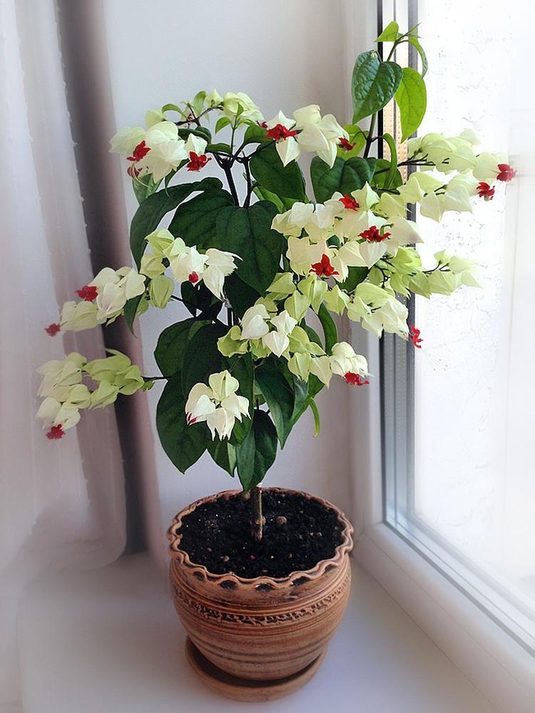 Clerodendrum Thompson - photo