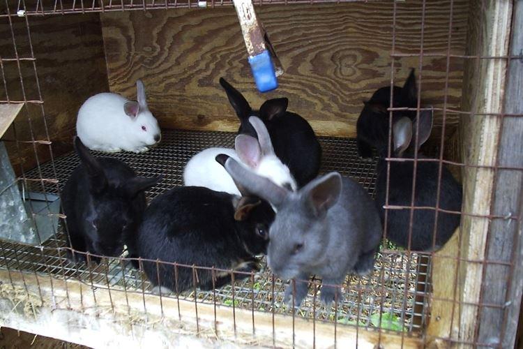 Cages d'accouplement - Cages à lapins bricolage