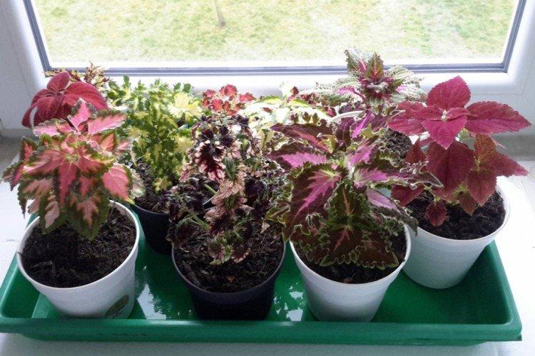 Arrosage - Coleus Care