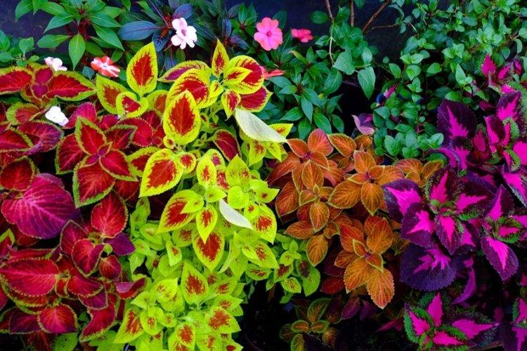 Coleus - photo