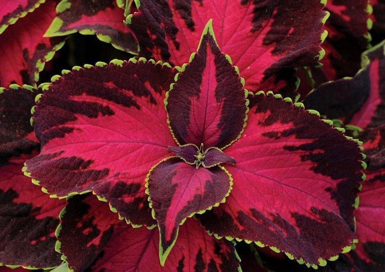 Coleus - photo
