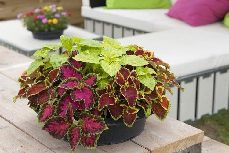 Coleus - photo