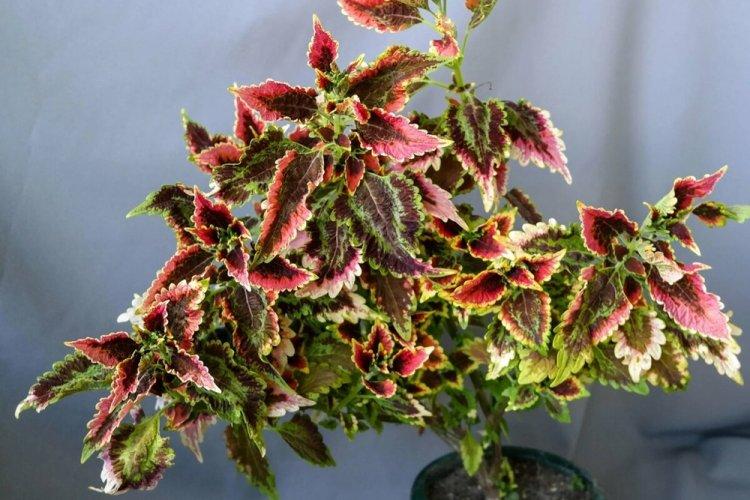 Coleus - photo