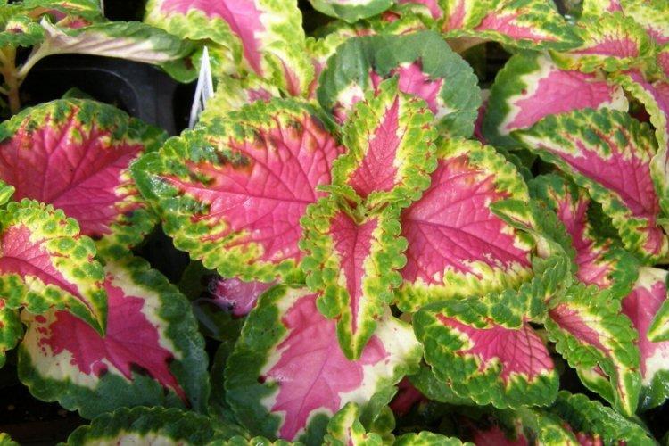 Coleus - photo
