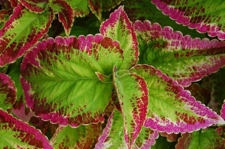 Coleus - photo