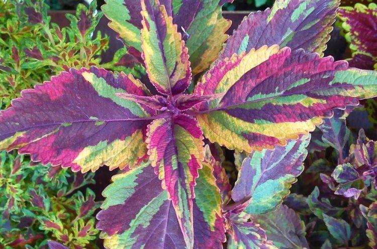 Coleus - photo