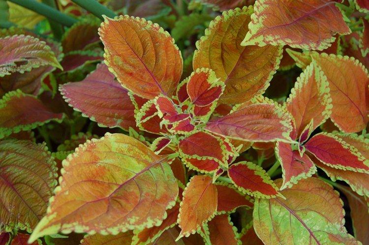 Coleus - photo