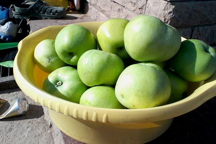 Description et caractéristiques de la variété - Pomme colonnaire President