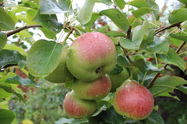 Éclairage - Prendre soin d'un pommier colonnaire Président