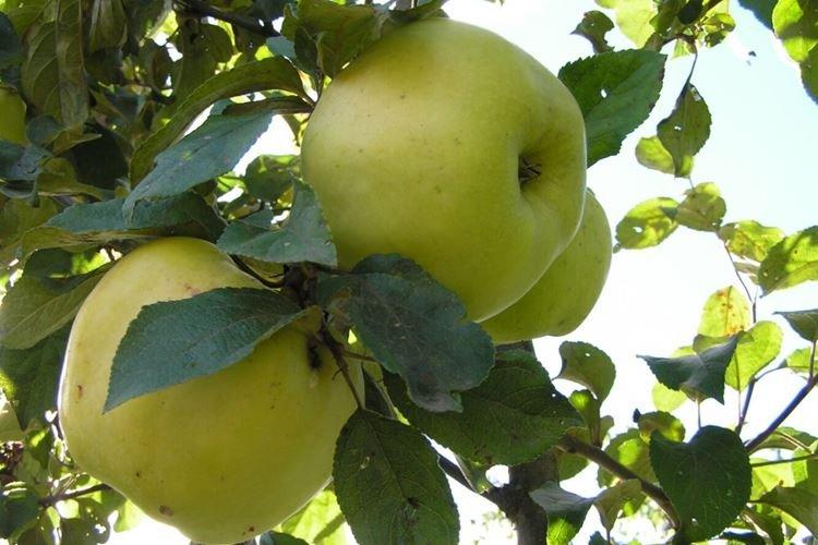 Top dressing - Prendre soin d'un pommier colonnaire Président