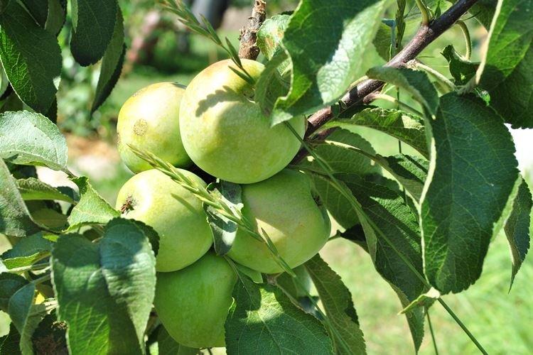 Planter une pomme colonnaire Président