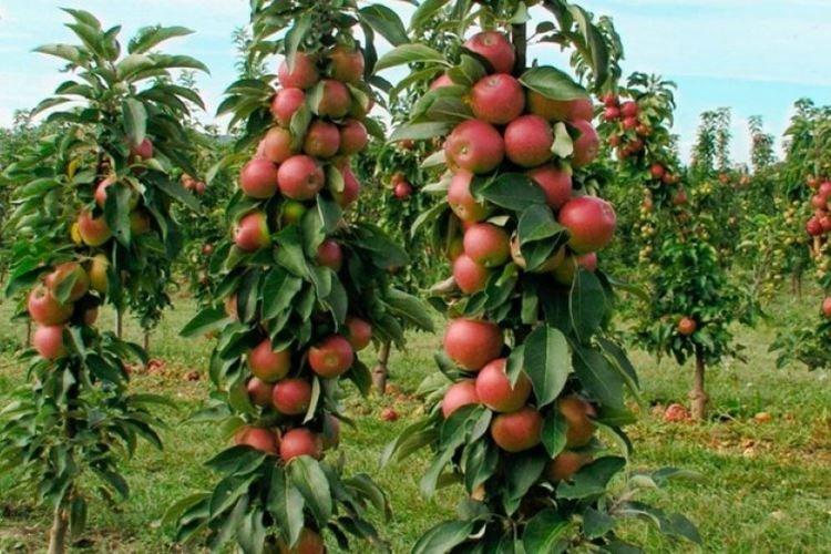 Triumph - Variétés de pommes colonnaires