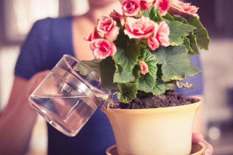 Arrosage et pulvérisation - Soins à domicile du bégonia d'intérieur